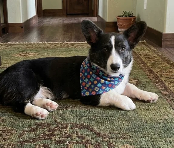 An adult medium-sized male Black Cardigan Welsh Corgi dog named Porky for adoption