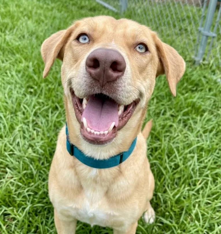 A young medium-sized male Tan Carolina Dog dog named Cole for adoption