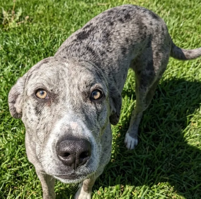 An adult large-sized male Merle Catahoula Leopard Dog dog named Clarence for adoption