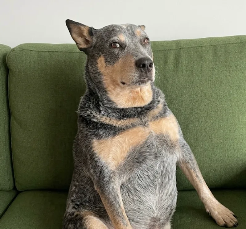 An adult large-sized unknown Merle Cattle Dog dog named Wally for adoption