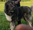 An adult extra large-sized male Grey Caucasian Sheepdog / Caucasian Ovtcharka dog named Andre the Giant for adoption