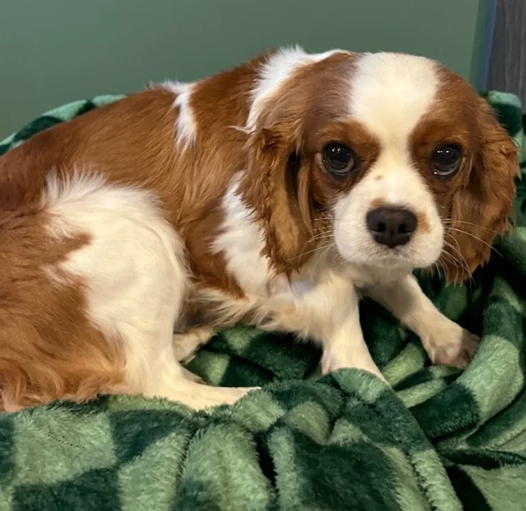 A young small-sized female White Cavalier King Charles Spaniel dog named Princess for adoption