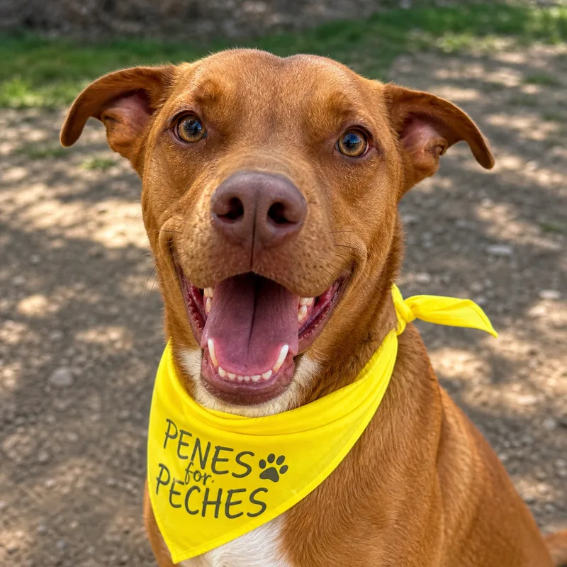 A young medium-sized male Red Boxer dog named JD for adoption in San Antonio, TX