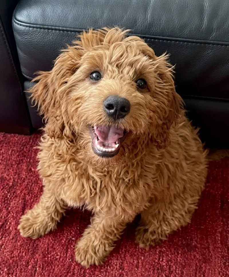 A young small-sized male Cavapoo dog named Poppy for adoption