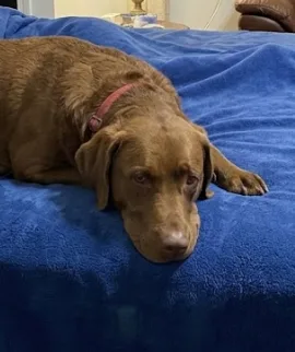 An adult large-sized male Brown Chesapeake Bay Retriever dog named Brownie Batter for adoption