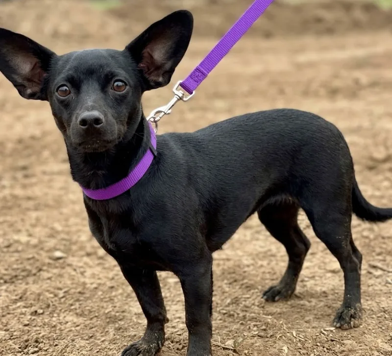 A young small-sized female Black Chihuahua dog named Senorita Smalls for adoption