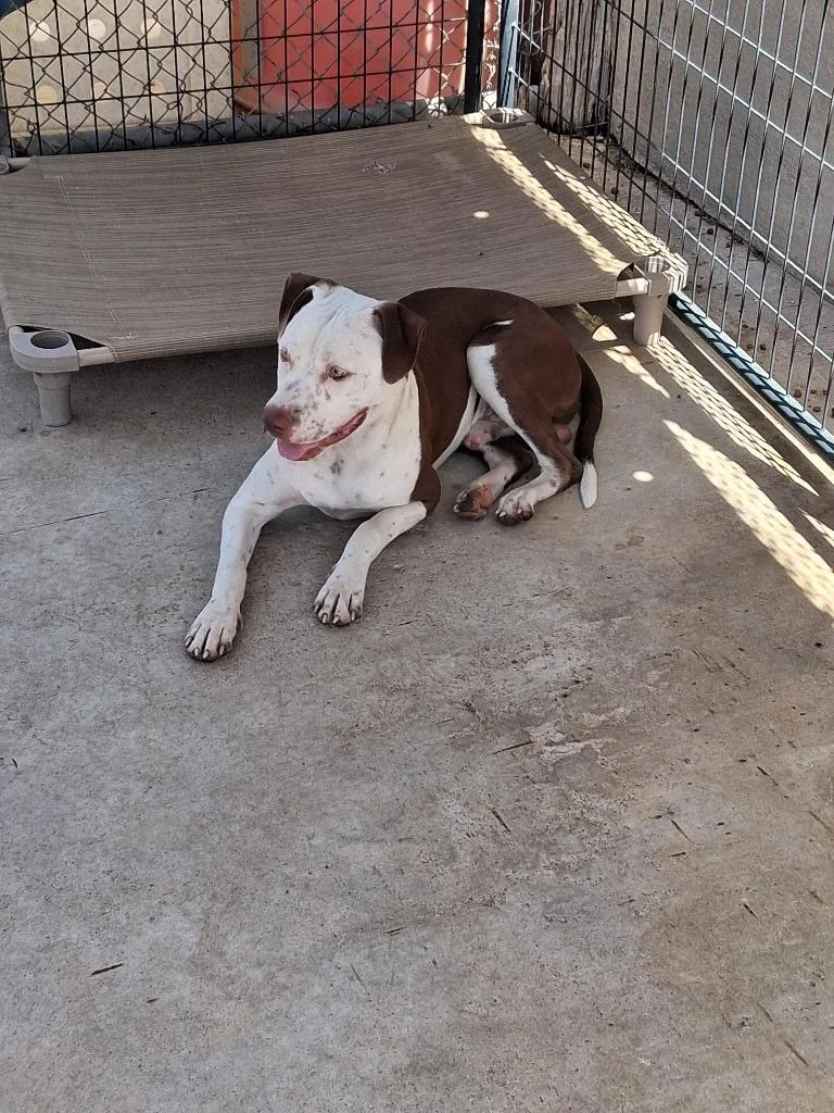 A young large-sized male Pit Bull Terrier dog named Copper for adoption in Brownwood, TX