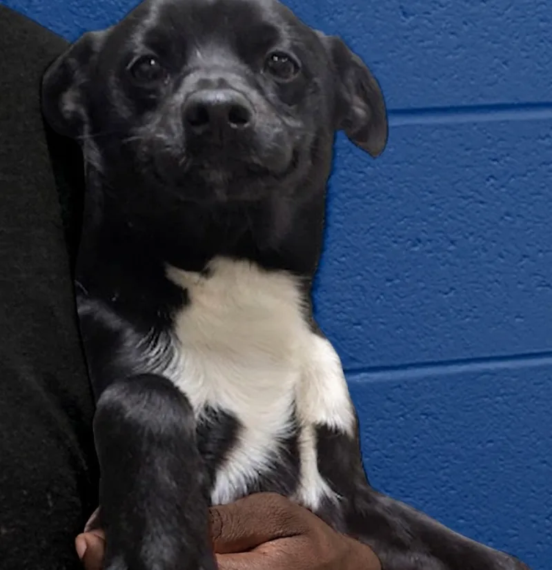 A young small-sized male Black Chiweenie dog named Mickey for adoption