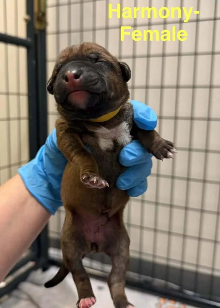A baby medium-sized female Tricolor (Brown, Black, & White) Shepherd dog named Harmony for adoption in Clinton Township, MI