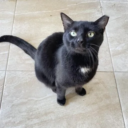 An adult medium-sized male Black Domestic Short Hair cat named Samsam for adoption in Plantation, FL