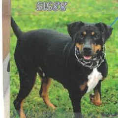 An adult medium-sized female Mixed Breed dog named Roxy for adoption in West Palm Beach, FL