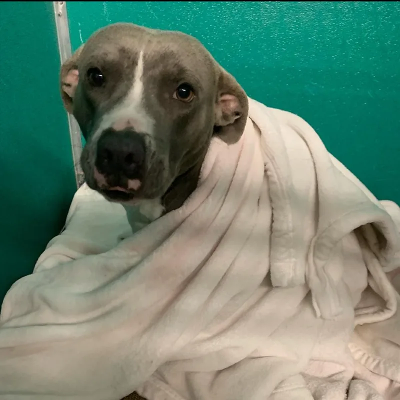 An adult medium-sized male Gray / Blue / Silver Pit Bull Terrier dog named Rocky for adoption in Dickinson, TX