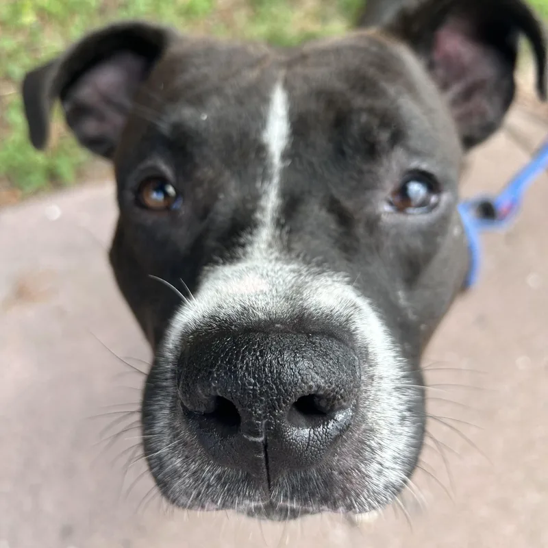 A young medium-sized male Black Pit Bull Terrier dog named Jace for adoption in Buffalo, NY
