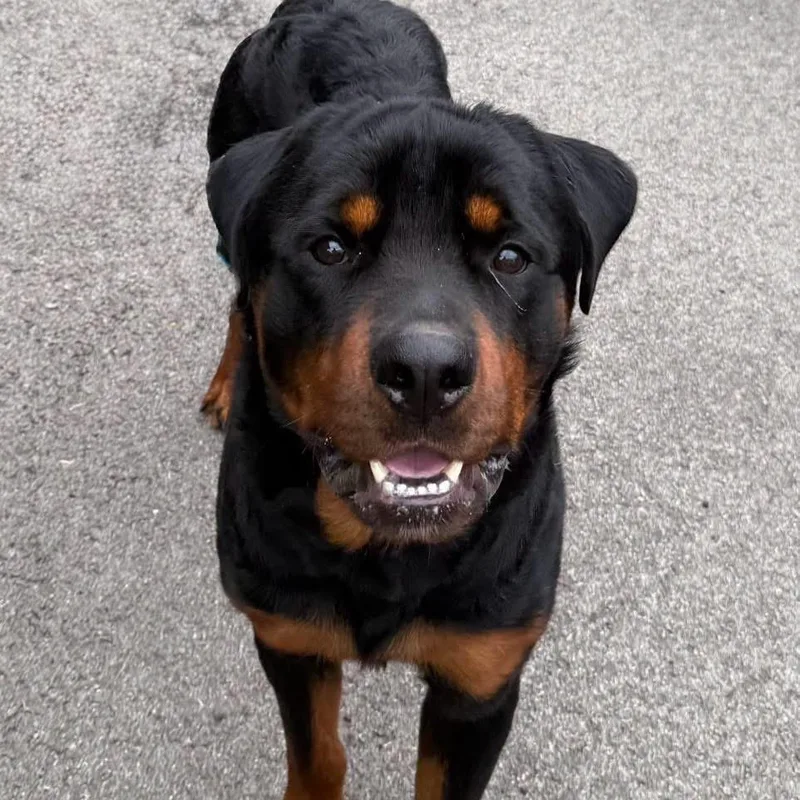 An adult large-sized male Black Rottweiler dog named Zeus for adoption in Washington, PA