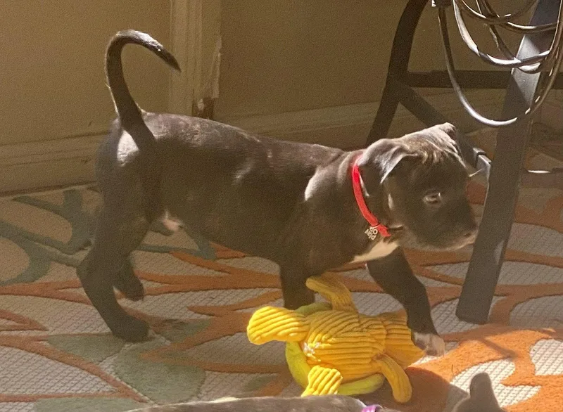 A baby medium-sized male Black Labrador Retriever dog named Duncan SlamDuncan Your for adoption in Atlanta, GA