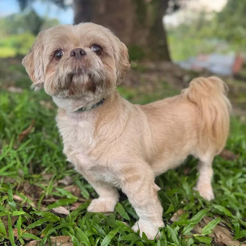 Kuma Vision Impaired