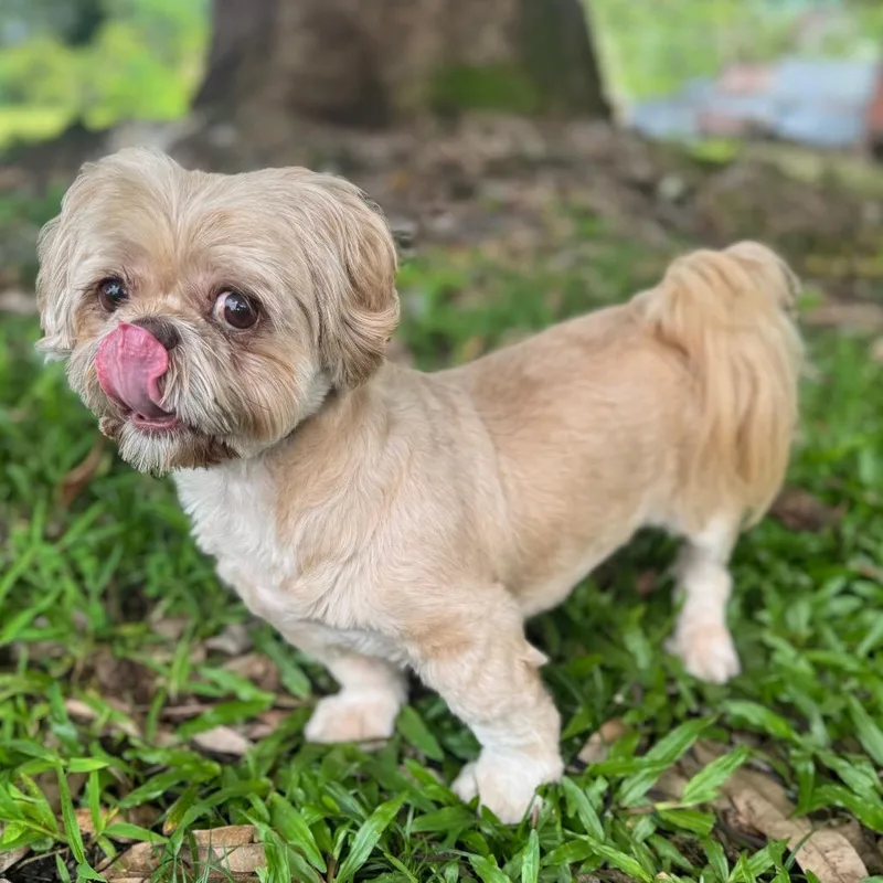 Kuma Vision Impaired thumbnail 2