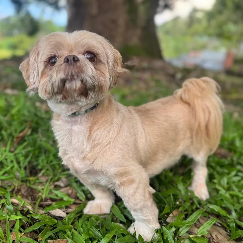 Kuma Vision Impaired thumbnail 3