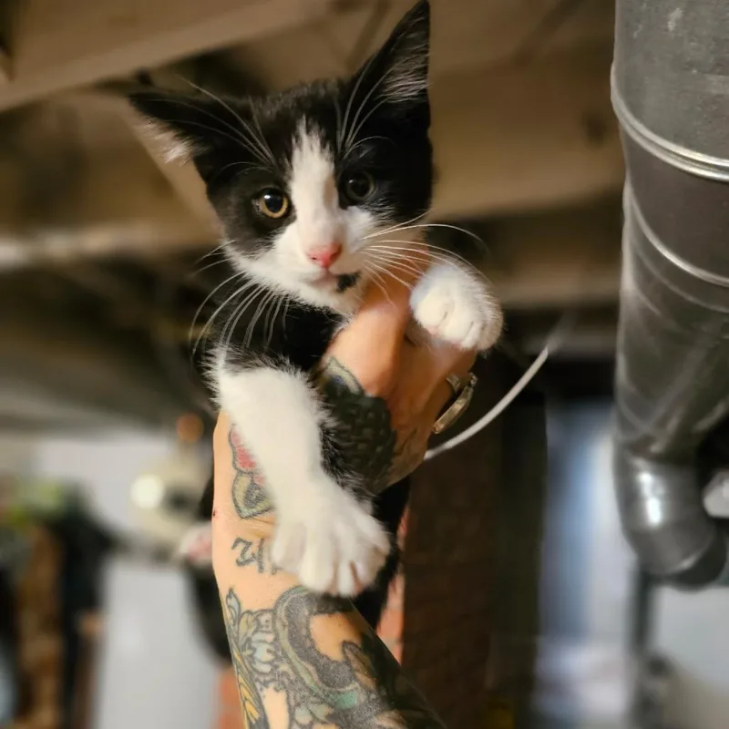 A baby small-sized male Black Domestic Short Hair cat named Orion for adoption in Southington, OH