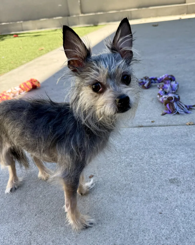 An adult small-sized female Yorkshire Terrier dog named Lilith for adoption in Los Alamitos, CA