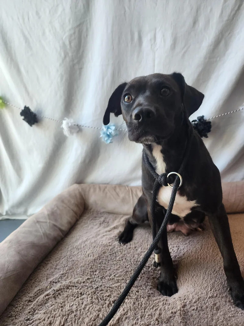 An adult medium-sized female Pit Bull Terrier dog named Lily for adoption in Chatsworth, CA