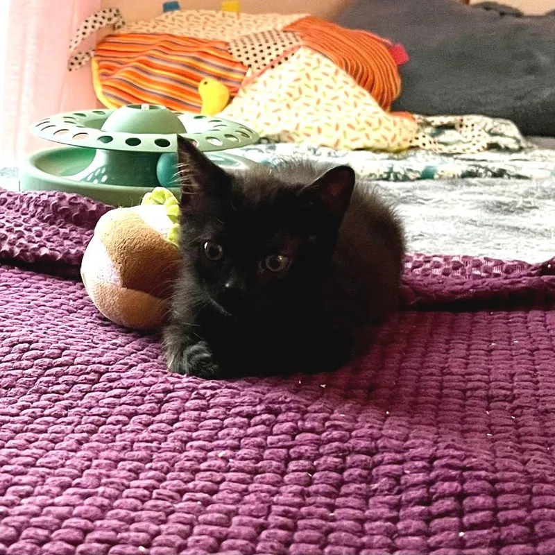 A baby small-sized female Black Domestic Short Hair cat named Chaos for adoption in Bel Air, MD