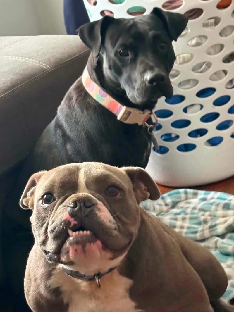 An adult medium-sized male Gray / Blue / Silver Bulldog dog named Pickles for adoption in Antioch, TN