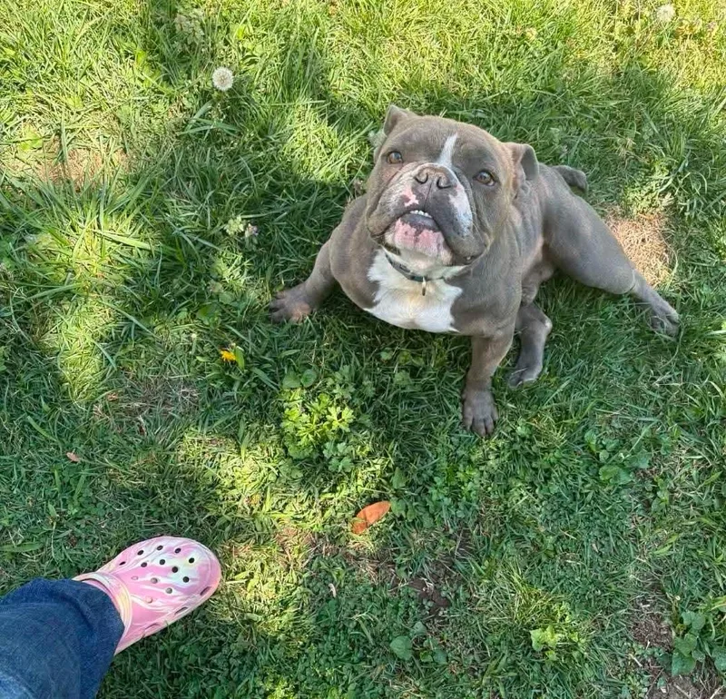 Pickles thumbnail 3