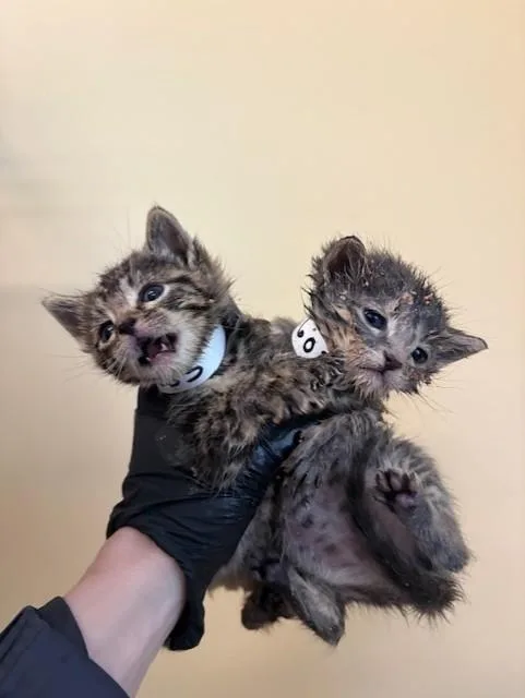 A baby small-sized female Domestic Short Hair cat named Skittles for adoption in Tustin, CA