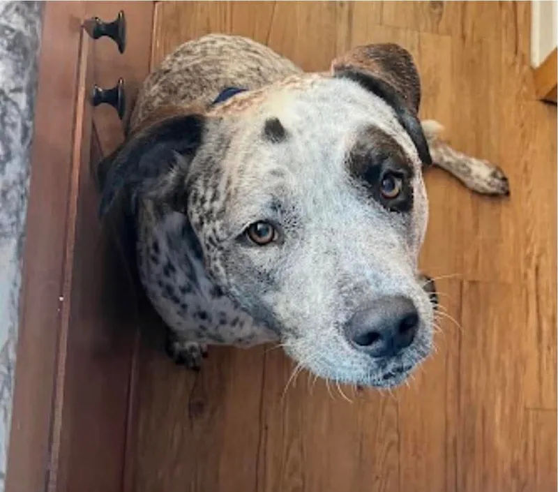Bohdi