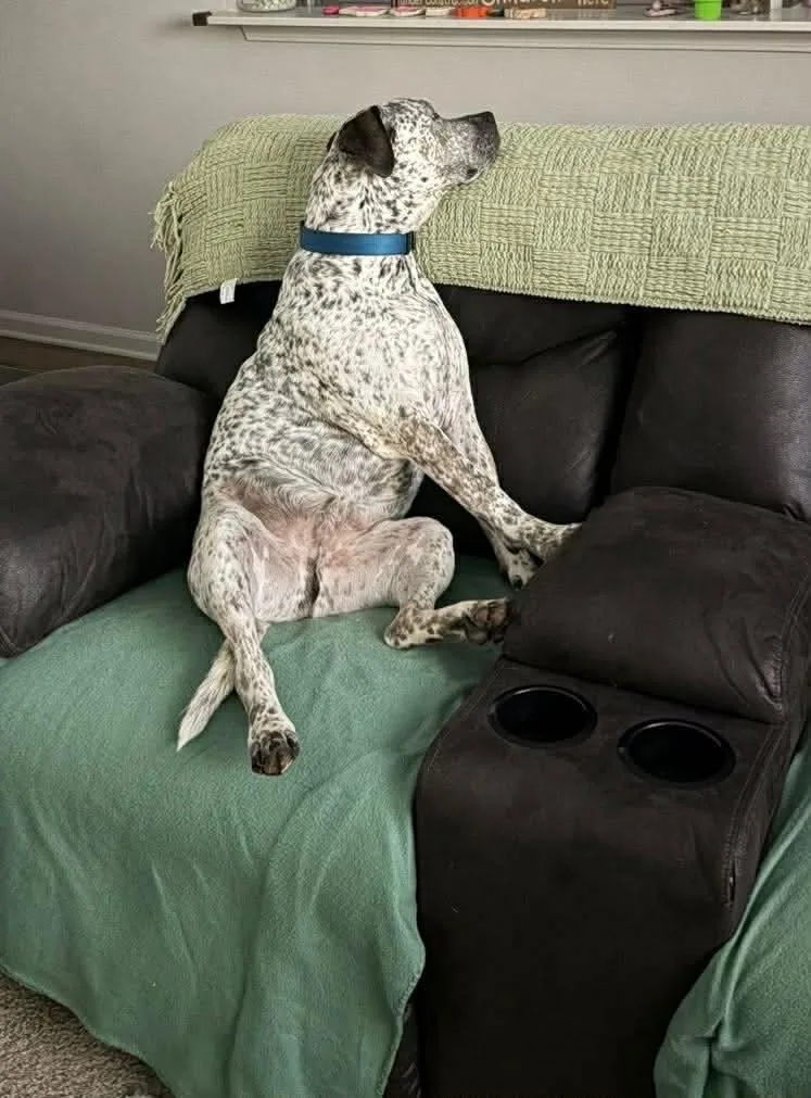 Bohdi thumbnail 4