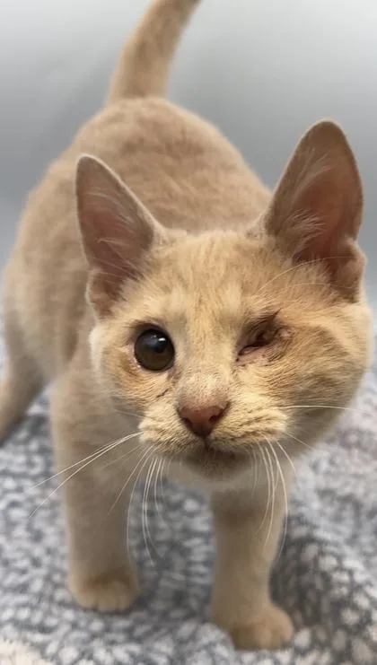 A young small-sized male Domestic Short Hair cat named Omni for adoption in Lawrenceville, GA