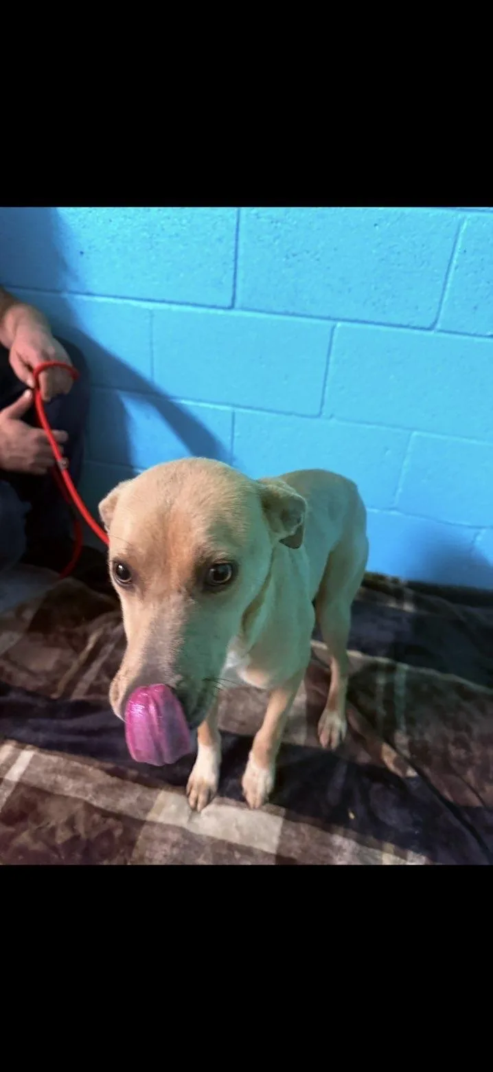Frenchie thumbnail 2