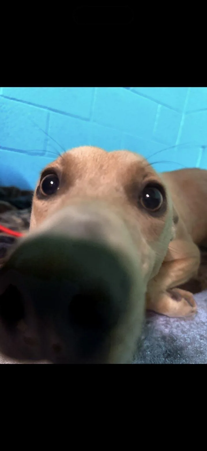 Frenchie thumbnail 3