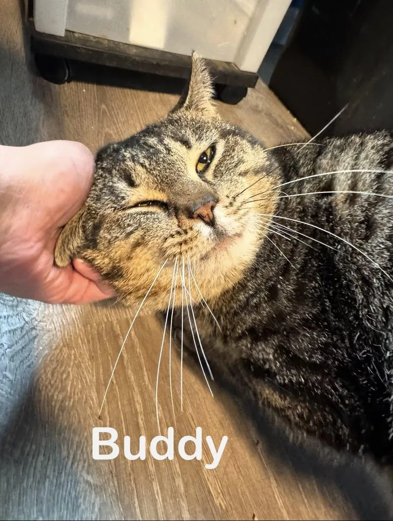 Buddy