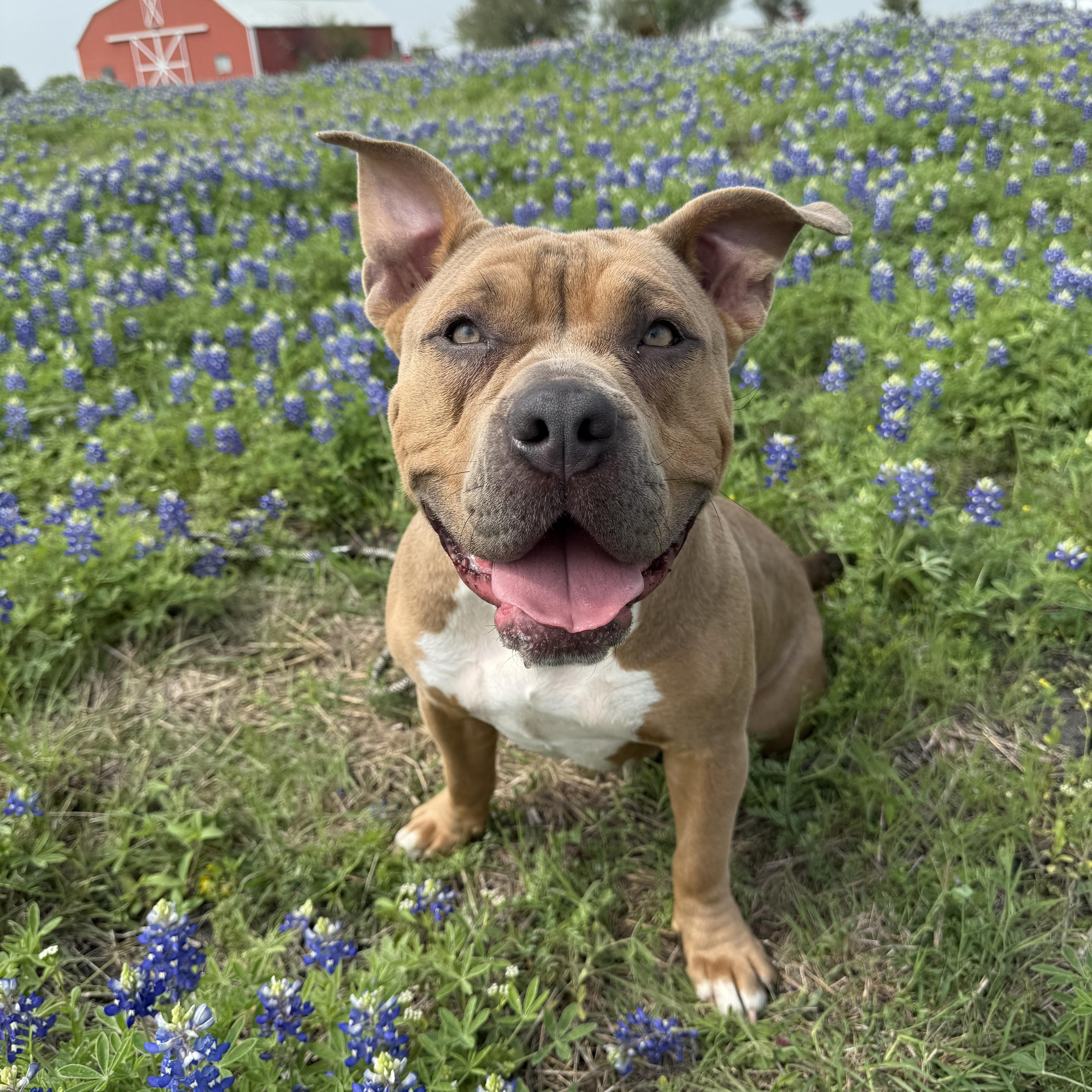 An adult large-sized female Brown / Chocolate American Staffordshire Terrier dog named ShortStack for adoption in Spring, TX