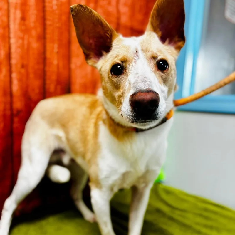A young medium-sized male Yellow / Tan / Blond / Fawn Shepherd dog named Zip for adoption in Lebanon, MO