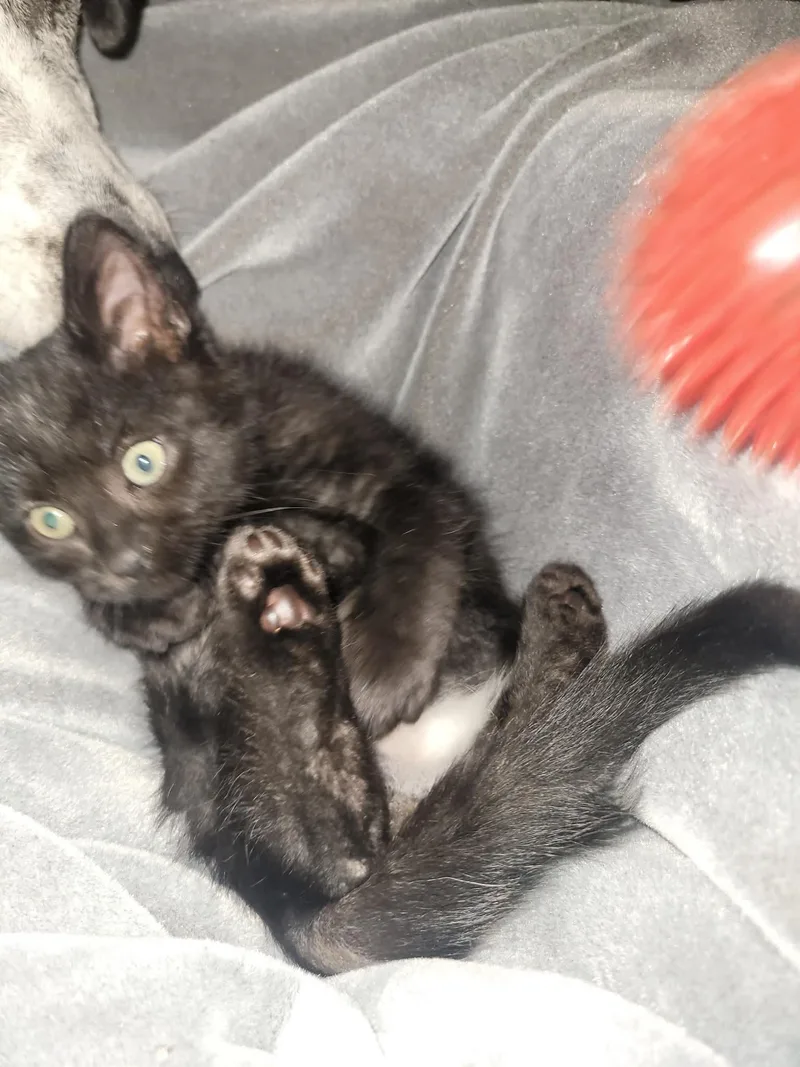 A baby medium-sized male Black & White / Tuxedo Domestic Short Hair cat named Dingy for adoption in Detroit Lakes, MN