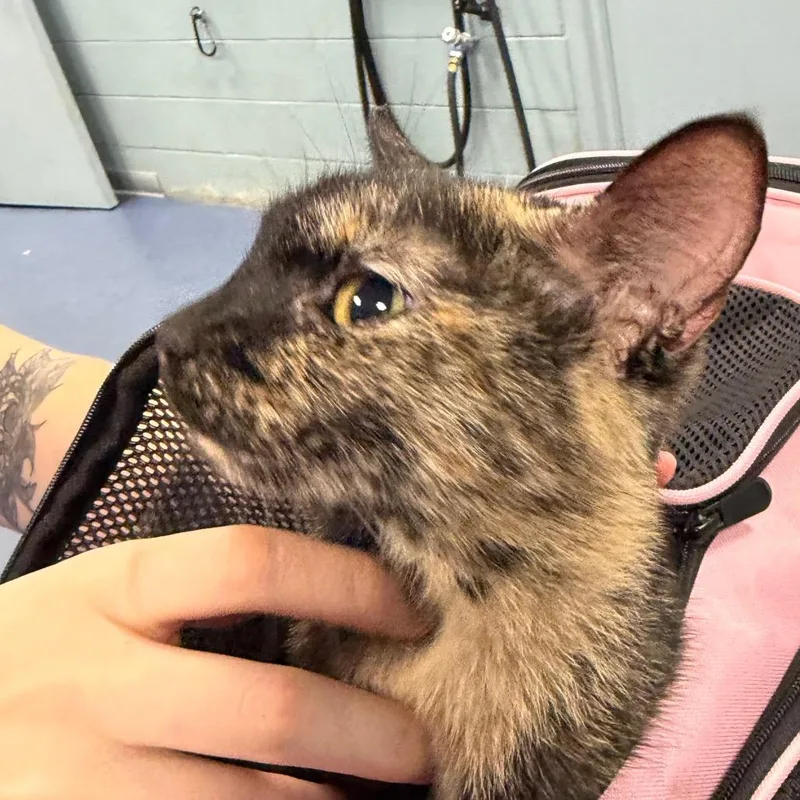 A young medium-sized female Domestic Short Hair cat named Xena for adoption in Greensboro, NC