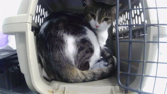 An adult large-sized female American Shorthair cat named Winter for adoption in Charlotte, NC