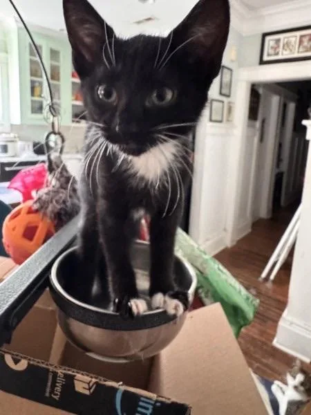 A baby medium-sized male Domestic Medium Hair cat named Hook for adoption in Wilmington, NC