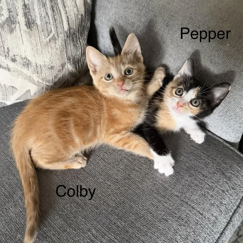 Colby thumbnail 4