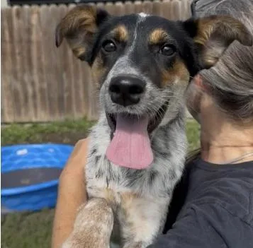 A young medium-sized male Tricolor (Brown, Black, & White) Australian Cattle Dog / Blue Heeler dog named Hank for adoption in Chillicothe, MO