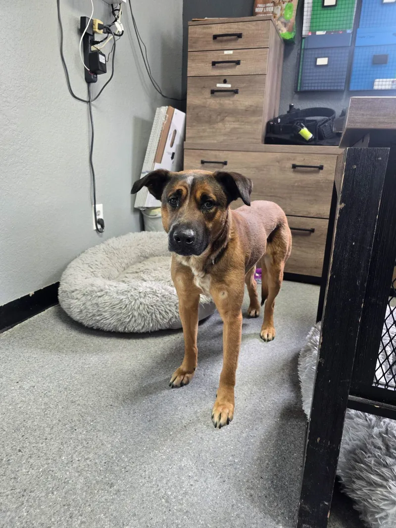 A young medium-sized male Brown / Tan Mixed Breed dog named Jaxs for adoption in Standish, MI