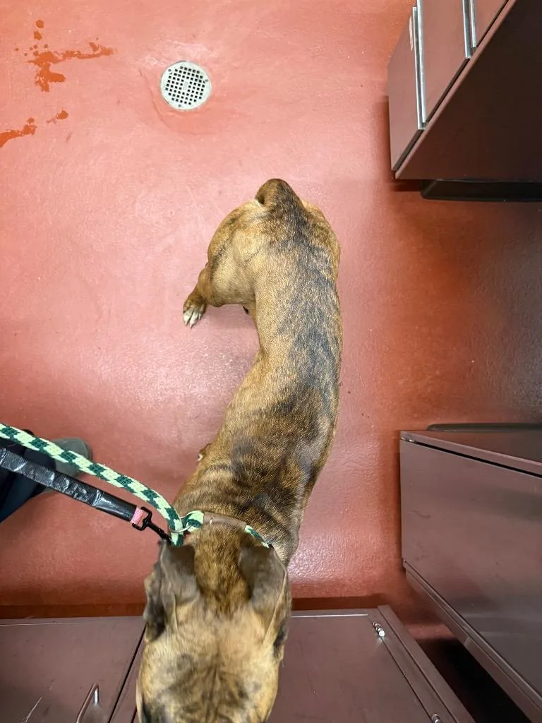 Tiny Mae thumbnail 2