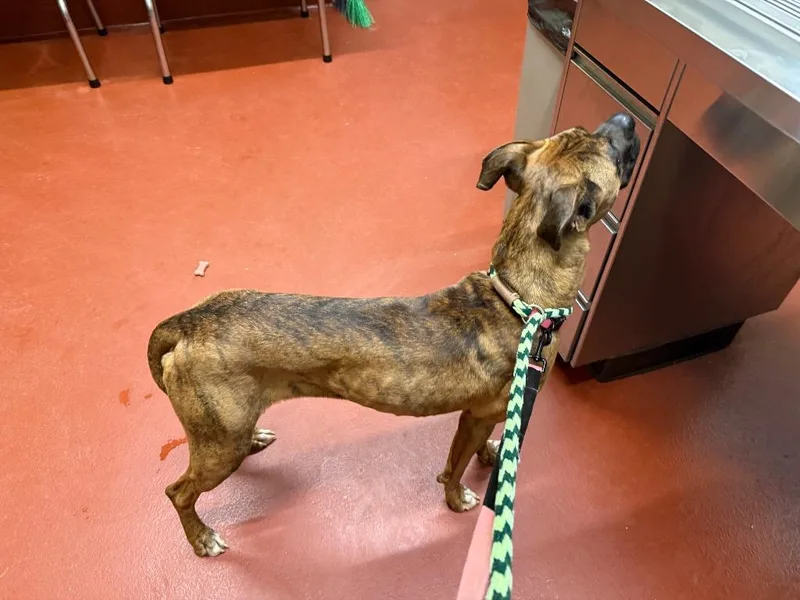 Tiny Mae thumbnail 3