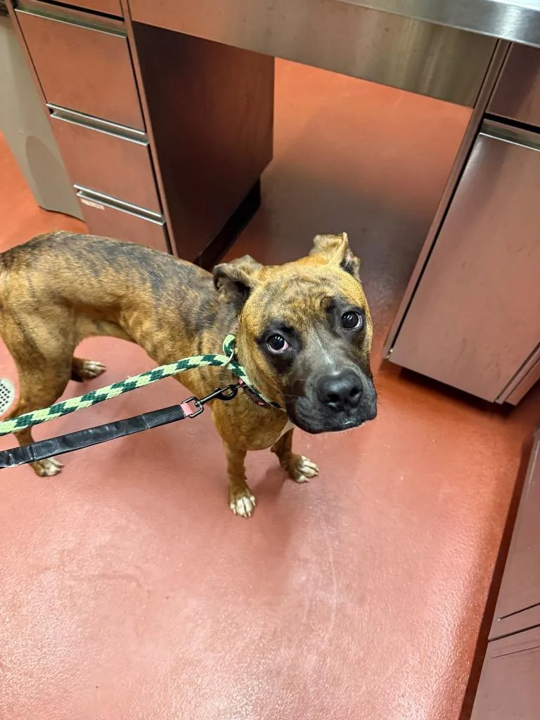 Tiny Mae thumbnail 4