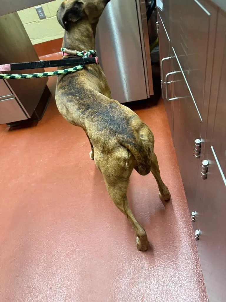 Tiny Mae thumbnail 5