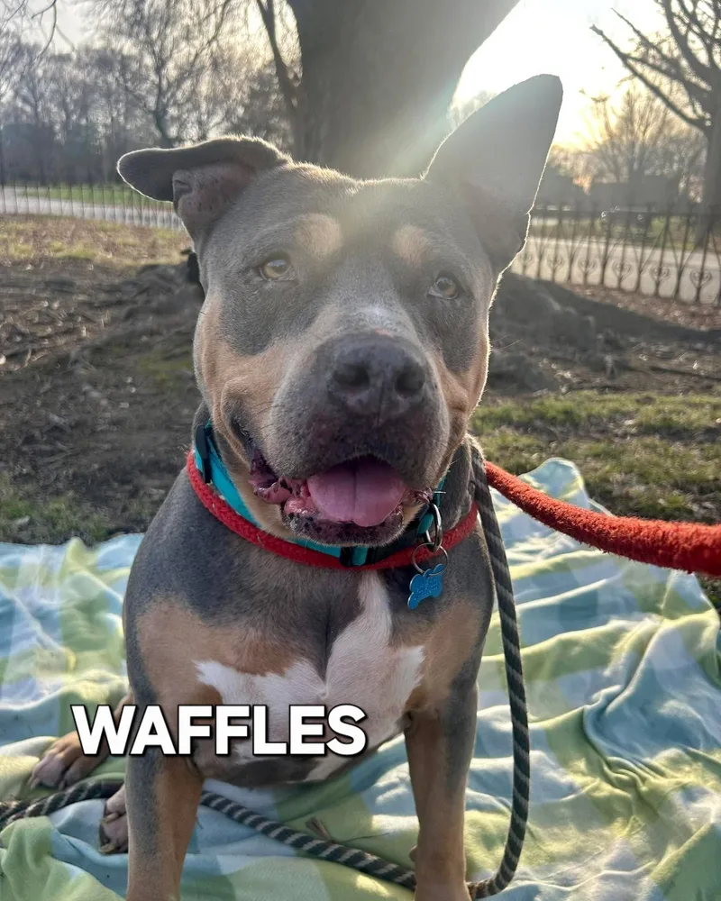 Waffles