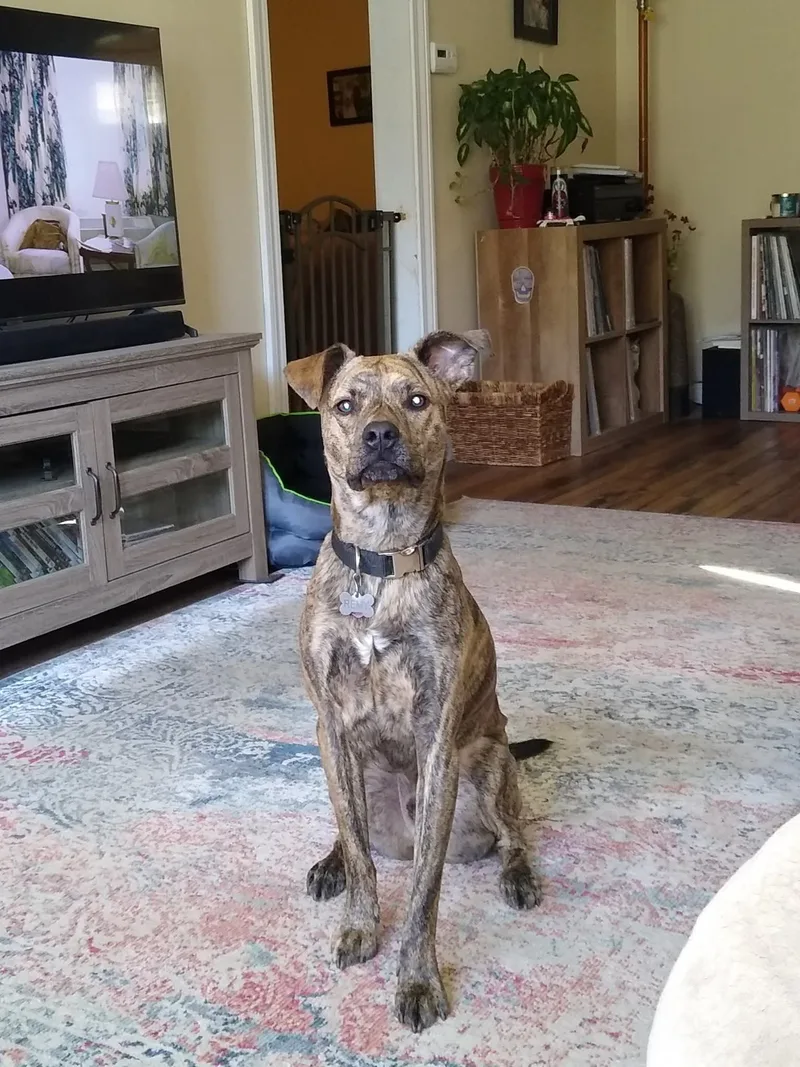 Remington (Remy) thumbnail 2